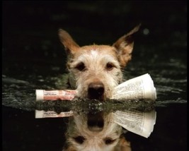 Glücksspiele/Gesellschaft/  Goldene Werbetrommel für Lotto-Hund
