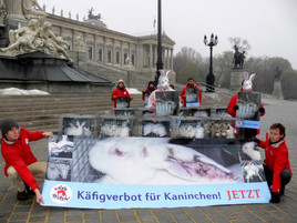 Vier Pfoten: Riesenerfolg für Kaninchenkampagne - BILD