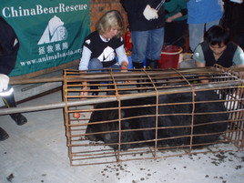 Animals Asia Foundation rettet 28 Mondbären in China - BILD