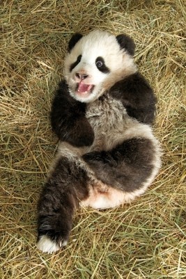 Österreichische Lotterien fördern Panda-Projekt
