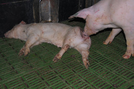 Tierarzt Ferdinand Entenfellner heute wegen schwerer Tierquälerei angezeigt
