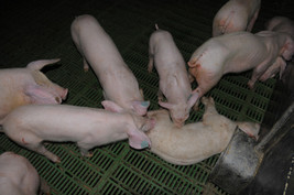 Billa-Rewe-Konzern reagiert (vorerst) nicht auf Tierqual-Beweisfotos