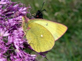 Bärensuche im Wildgerlostal erfolgreich! - BILD