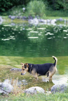 VIP - Very Important Pet - Naturidyll Hotels auf vier Pfoten - BILD