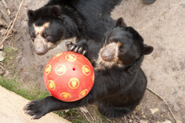 Tiergarten Schönbrunn freut sich über Zuwachs im Bärengehege: POM-BÄR zu Besuch bei den Bären