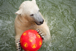 Tiergarten Schönbrunn freut sich über Zuwachs im Bärengehege: POM-BÄR zu Besuch bei den Bären