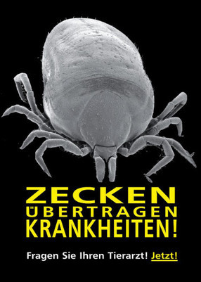 Aufklärungsoffensive der Österreichischen Tierärztekammer:
Zeckengefahr betrifft auch Katzen und Hunde! - BILD