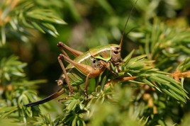 Vom Warzenbeisser, dem Italoaustriacus und dem Tauernsteinspanner -
BILD