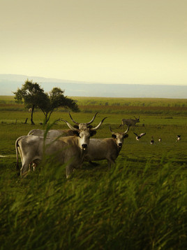 Die Serengeti ist ganz nah  - BILD