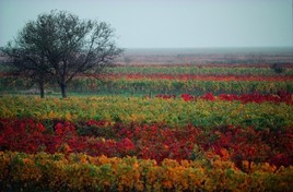 Die Seele in der Natur baumeln lassen  - BILD