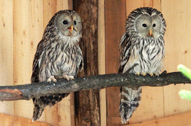 Tierwelt Herberstein: Comeback von Bonnie & Clyde - BILD