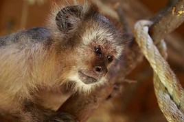Tierwelt Herberstein trauert um älteste Bewohnerin  - BILD  =
