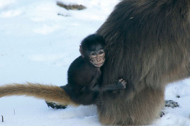 Tierwelt Herberstein: Drei Tierkinder und Besucherzuwachs zum
Jahreswechsel - BILD  =
