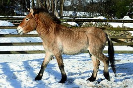 Tierwelt Herberstein: Przewalski 'Primus' ist Artenschutz mit 66
unzähmbaren Chromosomen  - BILD  =
