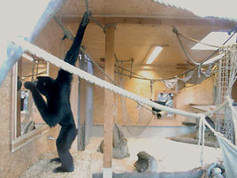 Tierwelt Herberstein: Wenn Affen in den Spiegel blicken ... - BILD  =
