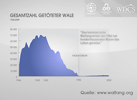 Offizielle Walfangzahlen belegen: Walfangverbot rettete
Hunderttausenden Walen das Leben (mit Bild)