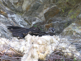Nationalpark-Bartgeier Figol und Tschadin sind in Freiheit