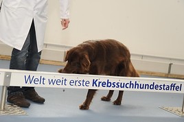 Hunde riechen KREBS - BILD  =

