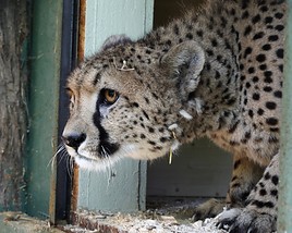 Salzburger Gepardin auf Liebesurlaub in der Tierwelt Herberstein! -
BILD  =
