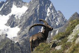 'Universum' live - Nationalpark Wildtiersafaris und Naturbeobachtung
in den Alpen - BILD