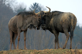 Tierwelt Herberstein: Mit Rekord, Romeo & Julia ins neue Jahr - BILD  =
