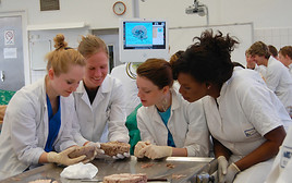 MedUni Wien revolutioniert Anatomie-Lernen: Interaktives Sezieren am Whiteboard