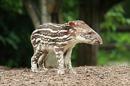 Modische Tierwelt Herberstein: Pünktchen, Streifen & lange Beine -
BILD  =
