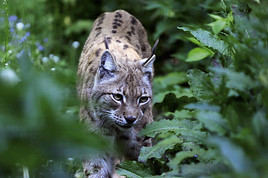 Wildpark Grünau: Großzügige Umbaupläne in den kommenden Jahren
