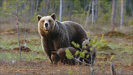 ServusTV-Tipp: 'Terra Mater' - Finnlands wilde Wälder