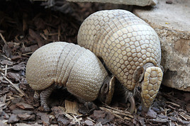 Tierwelt Herberstein: Erstmals Nachwuchs bei Kugelgürteltieren - BILD  =
