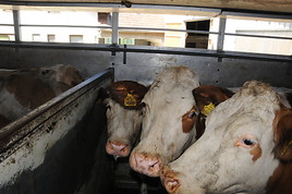 Tiertransport-Horror am heißesten Tag des Jahres!