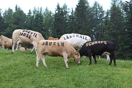 Kuscheln und Käse, Kraft und Kultur. Kärnten lädt zu herbstlichen Touren auf der Alpensüdseite!