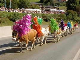 ALMABTRIEB und KU(H)LINARIK in der Ferienregion Hohe Salve