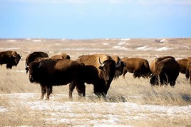ServusTV-Tipp: 'Terra Mater': Die Prärie - Amerikas Serengeti 
Mittwoch, 14. September von 20.15 - 21.15 Uhr