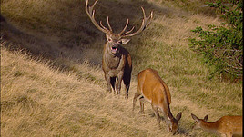 Jung und gesund oder alt und krank? 15. Wildtiermanagementtagung in St. Jakob