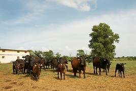 Esterházy und WWF fordern besseren Schutz des Neusiedler See
Schilfgürtels - BILD