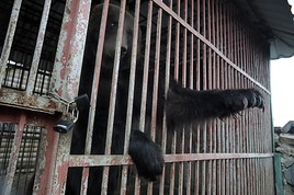Von der Tankstelle in den Bärenpark: 
VIER PFOTEN rettet ukrainische Braunbärin Rosa
