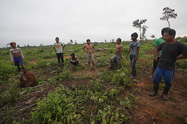 VIER PFOTEN rettet Orang-Utans in Borneo vor Kopfgeldjägern - BILD