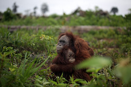 Im Angesicht der tödlichen Bedrohung durch die Kopfgeldjäger hält die Orang Utan-Mutter ihr Kleines fest, um es zu beruhigen. Im Angesicht der tödlichen Bedrohung durch die Kopfgeldjäger hält die Orang Utan-Mutter ihr Kleines fest, um es zu beruhigen.