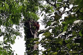 Nach der erfolgreichen Rettung klettert die Orang Utan-Mutter mit ihrem Kleinen sofort auf einen Baum in Sicherheit. Nach der erfolgreichen Rettung klettert die Orang Utan-Mutter mit ihrem Kleinen sofort auf einen Baum in Sicherheit.