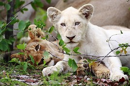 ServusTV-Tipp: 'Terra Mater' - Die weißen Löwen von Timbavati