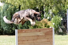Spannender Wettkampf um Österreichs besten Sportgebrauchshund - BILD