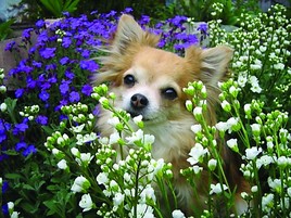 Internationale Rassehundeausstellung in Wieselburg / Messegelände -
BILD