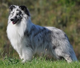 BILD zu OTS - Shetland Sheepdog Borderline Country Keypoint