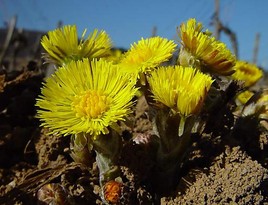 Zeitig im Frühjahr erscheinen zunächst nur die korbförmigen Blütenstände des Huflattich (Tussilago farfara). Erst nach deren Verblühen folgen … Zeitig im Frühjahr erscheinen zunächst nur die korbförmigen Blütenstände des Huflattich (Tussilago farfara). Erst nach deren Verblühen folgen …