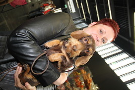 auch dieser Dachshund konnte es kaum erwarten, endlich zur Welthundeshow zu kommen ... auch dieser Dachshund konnte es kaum erwarten, endlich zur Welthundeshow zu kommen ...