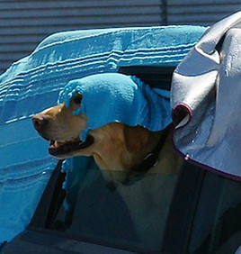 Schon für einen ganz kurzen (!) Aufenthalt im Wagen mussten Hunde optimal versorgt werden, wie dieser Vierbeiner mit kühlem Kopf Schon für einen ganz kurzen (!) Aufenthalt im Wagen mussten Hunde optimal versorgt werden, wie dieser Vierbeiner mit kühlem Kopf