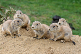 Insgesamt 38 Präriehundebabys erkunden neugierig die oststeirische Tierwelt Herberstein. Insgesamt 38 Präriehundebabys erkunden neugierig die oststeirische Tierwelt Herberstein.