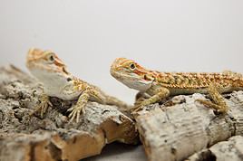 EXOTICA Reptilienmesse in der MGC Halle 1030 Wien - BILD