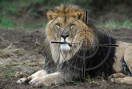 Der König der Tiere könnte bald als gefährdete Art gelten. Schuld daran ist neben der voranschreitenden Zerstörung des Lebensraums die …